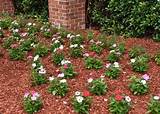 Cape jasmine has a bright white flower that can be seen throughout the summer. Annual flowering vinca shine in warm weather | Mississippi ...