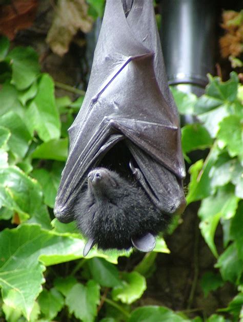 Comoro Black Flying Fox Bats Of Africa ·