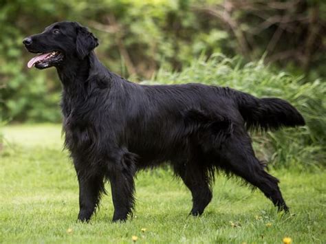 Flat Coated Retriever Dogs And Puppies For Adoption And Rehome In The Uk