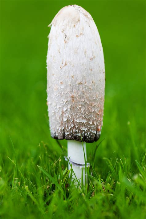 Wild Mushrooms In Green Grass Stock Image Image Of Wild Fungus 230