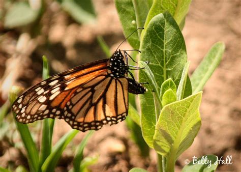 Are You Seeing Monarchs Betty Hall Photography