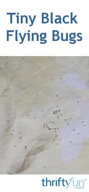 Identifying Tiny Black Flying Bugs Thriftyfun
