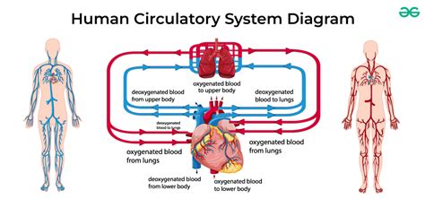 Human Circulatory System Organ Diagrams And Its Functions