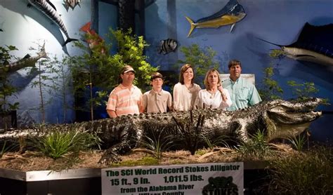 Stokes Alligator Alabama The Largest Alligator Ever Recorded Our