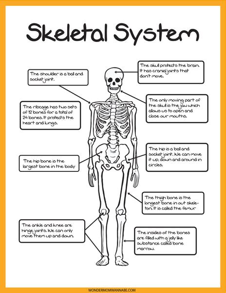 Anatomy Activity Skeletal System