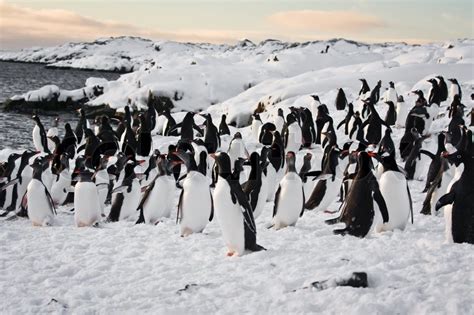 A Large Group Of Penguins Having Fun In The Snowy Hills Of The