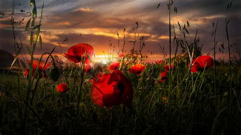 Among The Poppies Poppies Photo Beautiful Photography