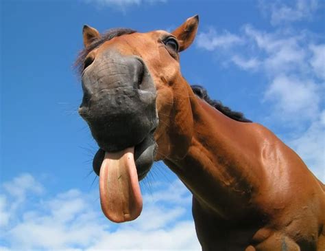 Funny Horse Showing Long Tongue Closeup Face Horseshow Funny Horse