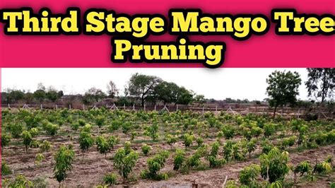 How To Cut Or Prune A Mango Plant Part 3मैंगो प्लांट को कैसे काटें
