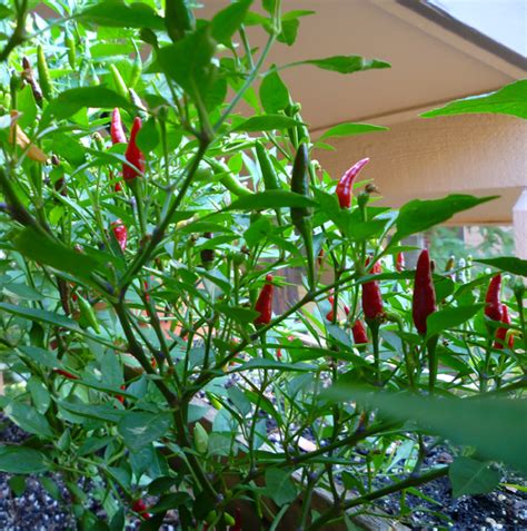 How To Grow Pequin Peppers Dengarden
