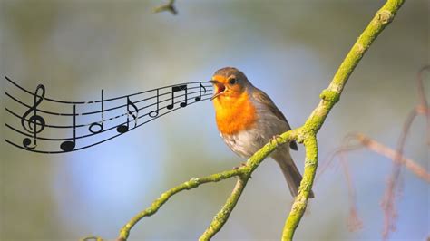 Relaxing Sounds Of Birds Youtube