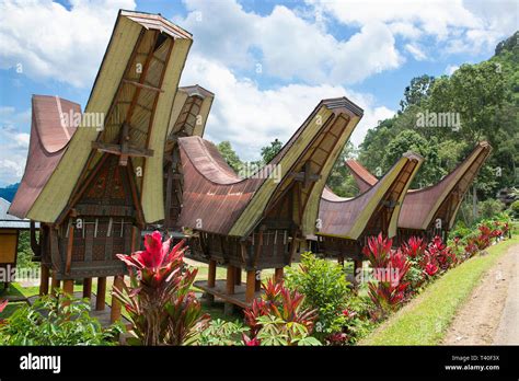 Tongkonan Houses Traditional Torajan Buildings Tana Toraja Is The