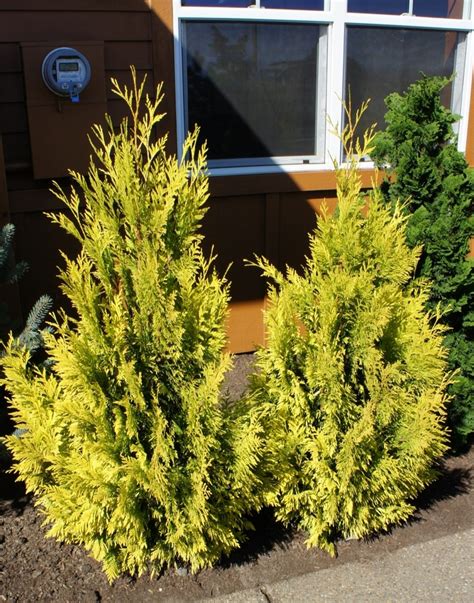 Thuja Plicata Forever Goldy 4ever Giant Arborvitae Garden Center