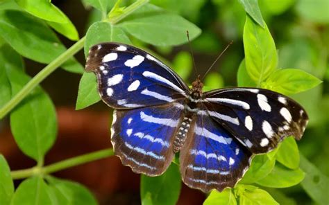 Royal Blue Butterfly Identification Life Cycle And Behavior Insectic