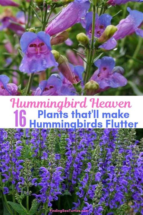 16 Perennials That Attract Hummingbirds To Your Garden Beautiful
