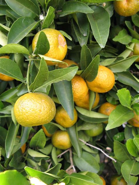 Citrus × Reshni Wikiwand