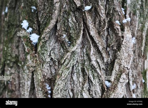 Tree Bark Winter Stock Photo Alamy