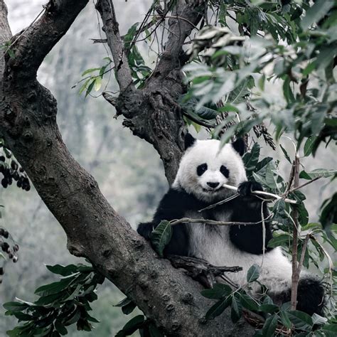 Giant Pandas Eating Food On The Trunk Stock Photo Animal Stock Photo