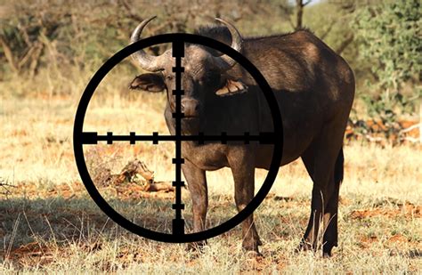 Top 148 Animal Hunting Images