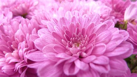 Multiple sizes available for all screen sizes. Pink Chrysanthemum Flowers Macro Wallpaper Hd 3840x2160 ...