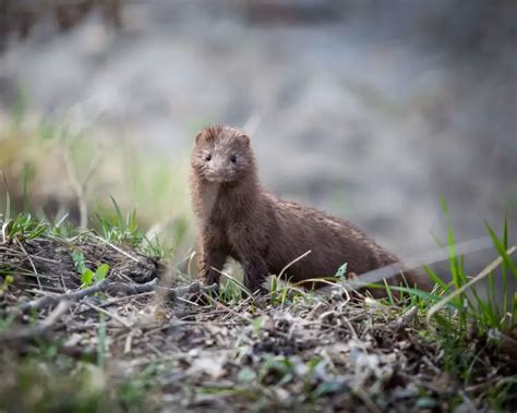 American Mink Facts Diet Habitat And Pictures On Animaliabio