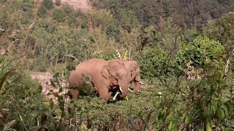 Wild Asian Elephants Visit Tea Fields In Southwest China Cgtn