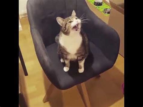 Cat Doesn T Want Owner To Stop Spinning Her On A Chair YouTube