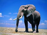大象（哺乳纲陆栖动物） - 搜狗百科