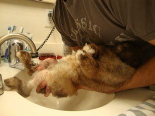 Rabbit bathing is not recommended, do that unless. Baths & Cleaning - DisabledRabbits.com