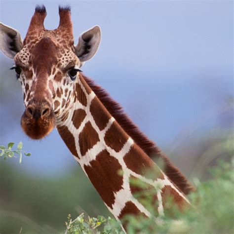 Interesting Facts About Giraffes Most People Dont Know Flipboard