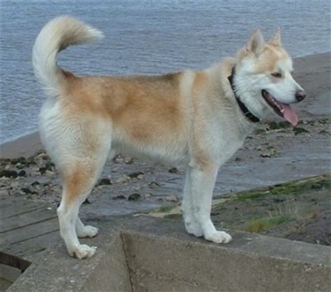 wolamute dog breed information  pictures