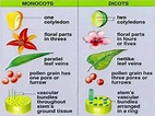 Flowering plants monocots and dicots monocotyledon and dicotyledon