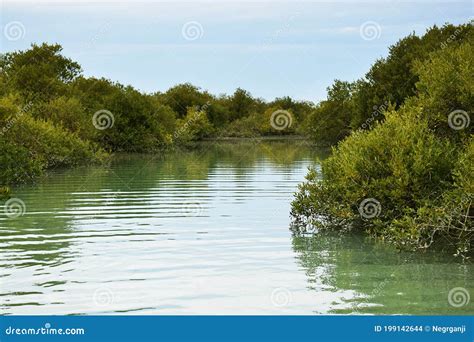 Beautiful Mangrove Forests With Lush Trees On The Water Stock Photo