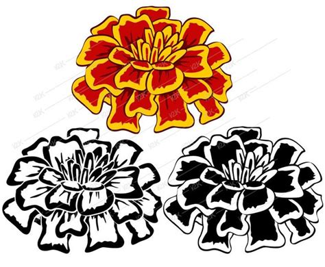 Marigold Clipart SVG PNG EPS Dxf Pdf Silhouette for | Etsy in 2022