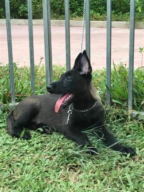 L'etat marocain vient au secours de ces fermiers dépossédés. Malinois de Sétif - Home | Facebook