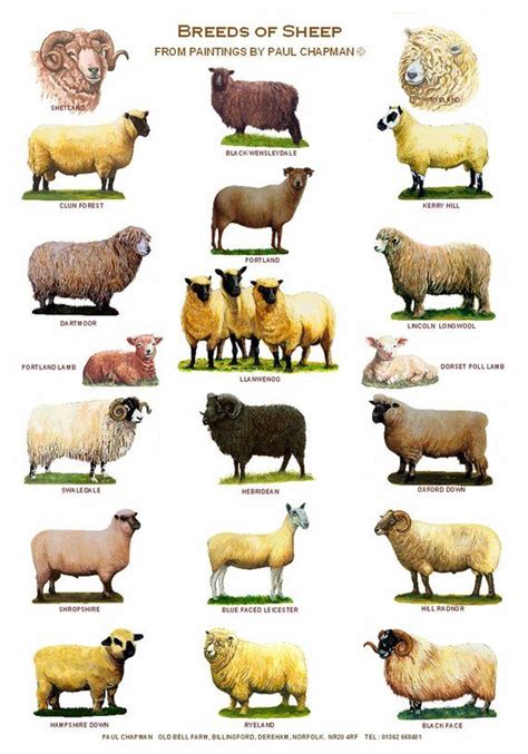 A4 Posters Breeds Of Sheep 2 Different Posters Etsy Pig Breeds