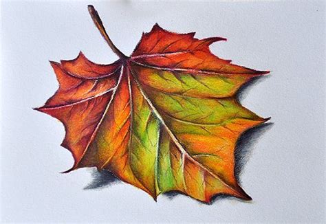How To Draw Leaves With Colored Pencils Cufflinksrnaseqtutorial