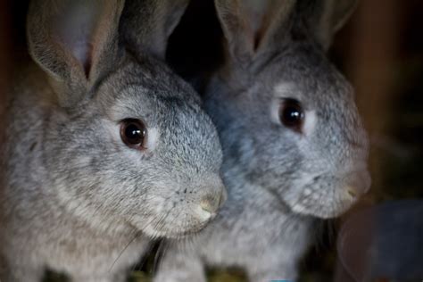Bunny Rabbits Free Stock Photo Public Domain Pictures