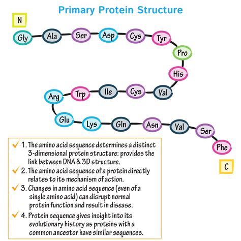 Mcat Biology And Biochemistry Glossary Protein Structure Class 1