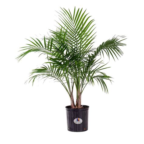 United Nursery Majesty Palm Tree Live Indoor Outdoor Plant In 925 Inch