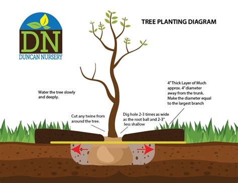 7 Steps To Planting A Happy Healthy Tree Duncan Nursery