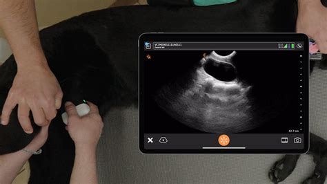 Video What Two Veterinary Ultrasound Experts Say About Handheld