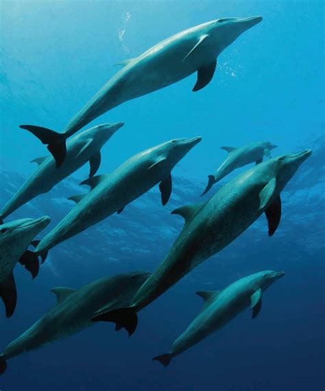 Read How Do Dolphins Sleep Underwater Online