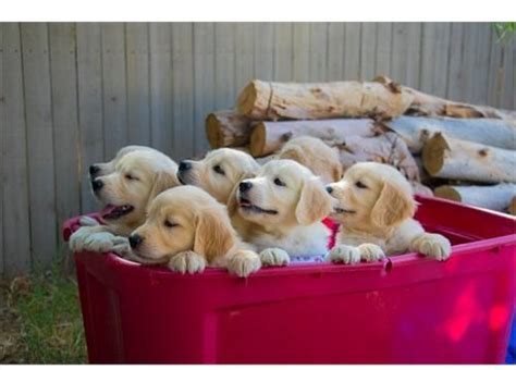 Great to have you here! Cute Golden Retriever Puppies. for Sale in Myrtle Beach, South Carolina Classified ...