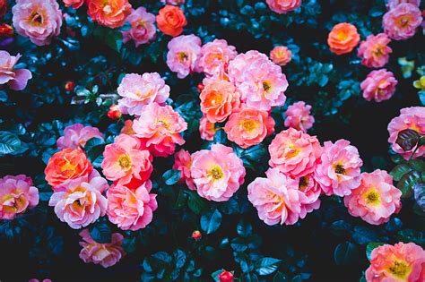 Roses Flowers Pink Bloom Bush Hd Wallpaper Peakpx