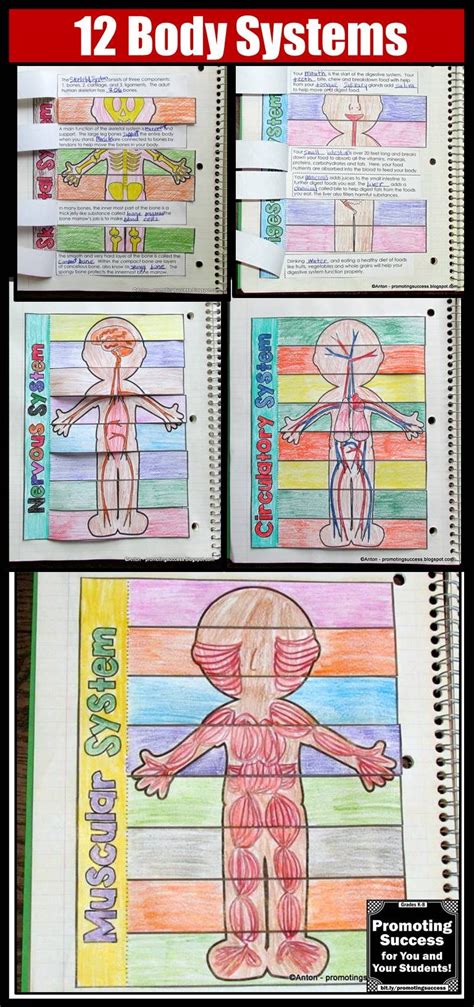 Body Systems Activities This Human Body Systems Foldable Activities