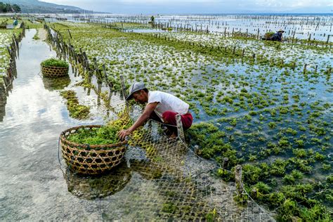 Seaweed Farming Could Boost Food Security Yet Preserve Nature