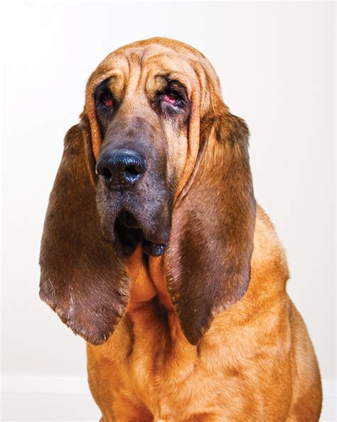 The Bloodhound Modern Dog Magazine