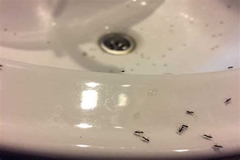 Drain Ants Pest Phobia