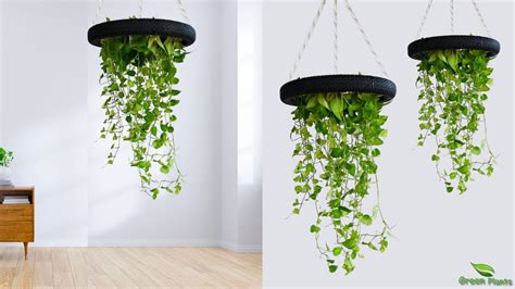 Hanging Money Plants Make Your Home Look Amazing Idea To Growing